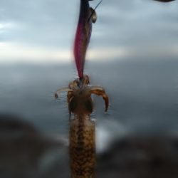 親イカはどこへ。。